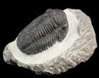 Gerastos Trilobite Fossil - Morocco #52114-1